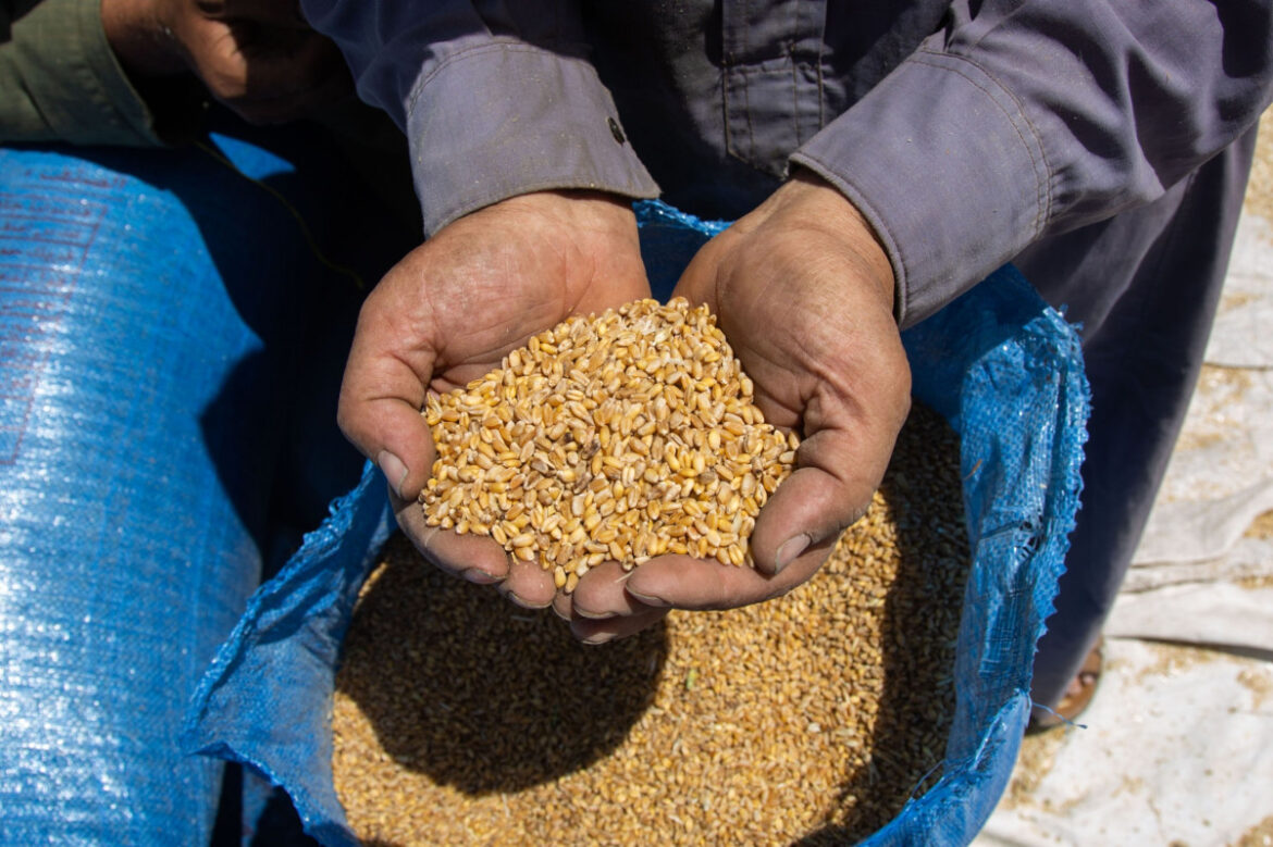السعودية ومصر تتصدران قائمة مستوردي الحبوب الروسية في يوليو وأغسطس