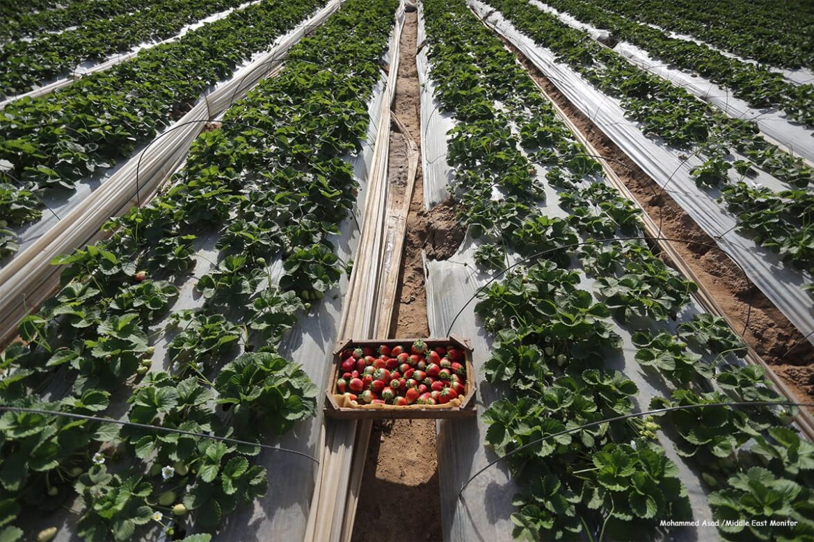 وزارة الزراعة: السعودية ترفع القيود عن استيراد الفراولة المصرية